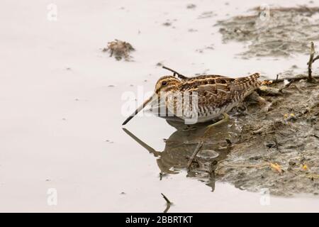 Wilsons Snipe, Las Gallinas Wildlife Teiche, Novato, Kalifornien Stockfoto