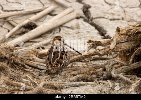 Wilsons Snipe, Las Gallinas Wildlife Teiche, Novato, Kalifornien Stockfoto