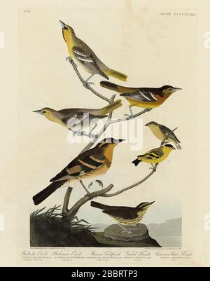 Platte 433 Bullock's Oriole, Baltimore Oriole, mexikanischer Goldfinch (kleiner Goldfinch), variantenreiche Soße, gewöhnliche Wasserdrossel (nördlicher Wasserdrossel): Audubon Stockfoto