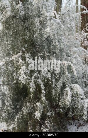 wacholdertzweige mit Schnee im Wald bedeckt Stockfoto