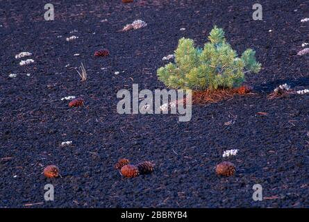 Limber Pine (Pinus flexilis) auf North Crater Cinders, Krater des Moon National Monument, Idaho Stockfoto