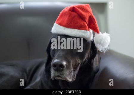 Schwarzer Hund auf Sofa mit Weihnachtshut auf dem Kopf Stockfoto