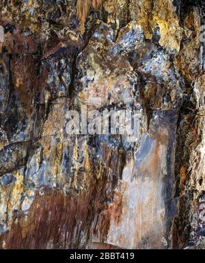 Bunter Abschnitt aus rissig versteinertem Holz Stockfoto