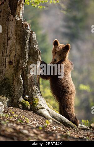 Süßer Braunbär klettert auf einen Baum und blickt in die Kamera im Frühlingswald Stockfoto