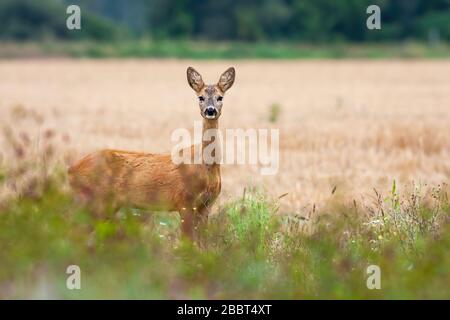 Bezaubernde Rehe, die auf der Landseite auf dem Getreidefeld blicken. Stockfoto