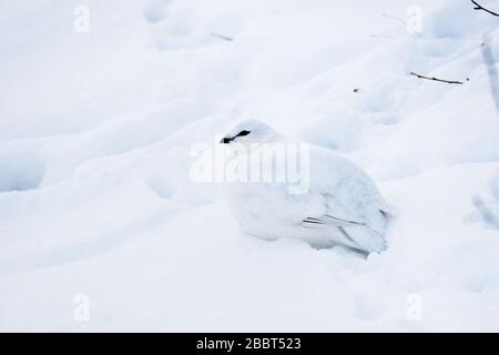 Ptarmigan im Schnee (Wintergefiederung) Stockfoto