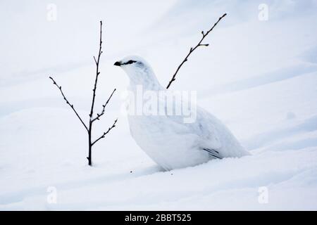 Ptarmigan im Schnee (Wintergefiederung) Stockfoto