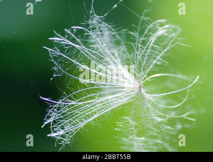 Löwenfee im Netz gefangen Stockfoto