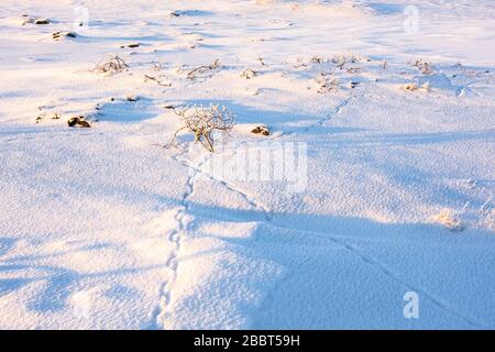 Ptarmigan-Strecken im Schnee Stockfoto