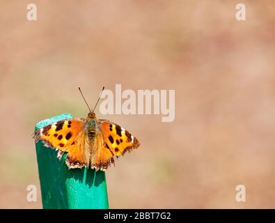 Ein orangefarbener Schmetterling backt in den warmen Strahlen der Frühlingssonne. Stockfoto