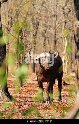 Afrikanischer Büffel (Syncerus caffer) in den Wäldern in der Trockenzeit Stockfoto