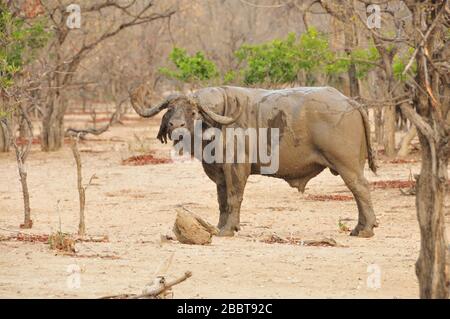 Afrikanischer Büffel (Syncerus caffer) in den Wäldern in der Trockenzeit Stockfoto