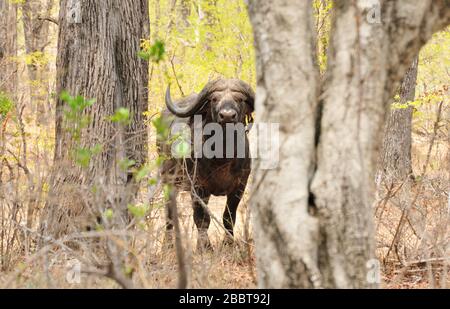 Afrikanischer Büffel (Syncerus caffer) in den Wäldern in der Trockenzeit Stockfoto