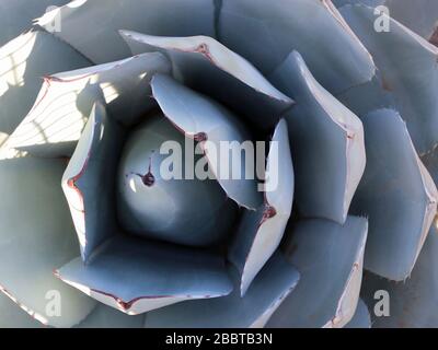 Draufsicht über die Artigoche-Agave Stockfoto