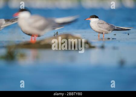 Gemeinsamer Tern (Sterna hirundo) Erwachsener, der auf flachem Wasser thront. Nemunas Delta. Litauen. Stockfoto