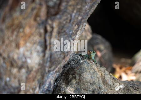 Mount Irvine Bay Beach In Tobago Karibik Stockfoto