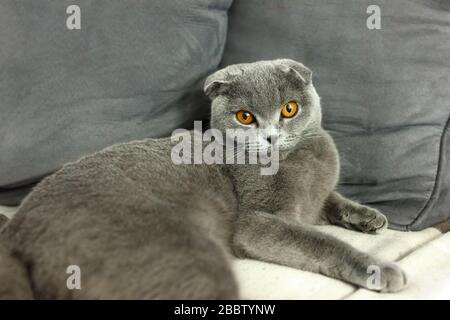 Grau Scottish Fold Katze auf Sofa mit Kissen Stockfoto