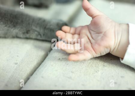 babys Hand und graue Katzen Pfote. Katzenstaub Allergie Konzept Stockfoto