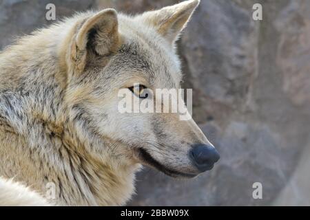 Porträt des grauen Wolfes, Profil vor großem Felsenhintergrund, fokussiert auf etwas vor ihm, warmes Licht in goldener Stunde Stockfoto