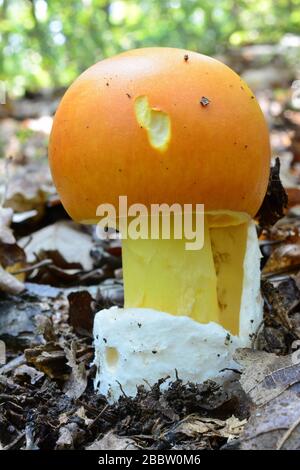 Wunderschönes Exemplar junger, nicht vollständig entwickelter Amanita caesarea oder Caesars Pilz, einer der köstlichsten essbaren Wildpilze im natürlichen Habicht Stockfoto