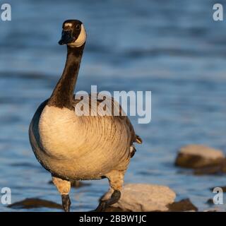 Eine Kanadische Gans blickt auf die Kamera, während sie am späten Nachmittag in der Küstenlinie des Sees steht. Stockfoto