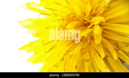 Helle, schöne gelbe Löwenzahn, Taraxacum officinale Blume auf weißem Hintergrund.Makrofoto.saisonale Frühlings- und Sommerblumen. Stockfoto