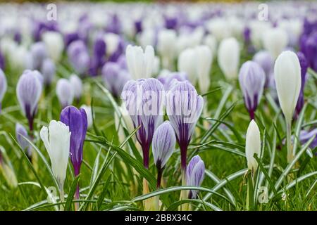 Ein üppiges Feld mit wunderschönen violetten und lila Krokusblüten. Stockfoto