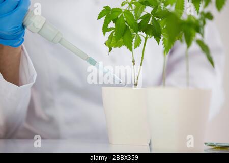 Wissenschaftlerin in einem Labor, das eine Marihuana-Pflanze wässert. Sie verformt blaue Glut und verwendet für das Experiment einen präzisen Tropfer. Pharm für das Gesundheitswesen Stockfoto