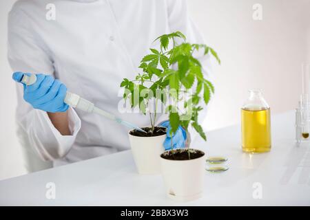 Wissenschaftlerin in einem Labor, das eine Marihuana-Pflanze wässert. Sie verformt blaue Glut und verwendet für das Experiment einen präzisen Tropfer. Pharm für das Gesundheitswesen Stockfoto