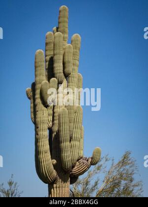 Ein großer Saguaro-Kaktus mit vielen Armen, die zum blauen Himmel wachsen. Stockfoto