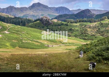 Schafe weiden im Tal von Little Langdale, Lake District National Park, Cumbria, England Stockfoto