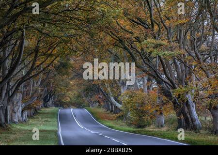 Beech Avenue in Autumn, Kingston Lacy, Dorset, England, Großbritannien Stockfoto