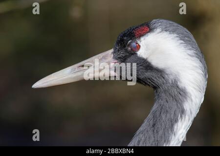 Gemeinsamer / Eurasischer Kran (Grus Grus) blinkt in der Nähe, mit einer netten Membran, die über das Auge führt, Captive, WWT Slimbridge, Gloucestershire, UK, F Stockfoto