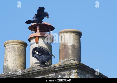 Dockenpaar (Corvus monedula), das Stöcke und Blätter für das Auskleiden ihres Nestes in einem Schornstein, Wiltshire, Großbritannien, März bringt.aufgenommen während der Coronavirus Lockdown. Stockfoto