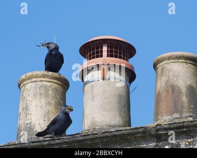 Dockenpaar (Corvus monedula), das Stöcke und Blätter für das Auskleiden ihres Nestes in einem Schornstein, Wiltshire, Großbritannien, März bringt.aufgenommen während der Coronavirus Lockdown. Stockfoto