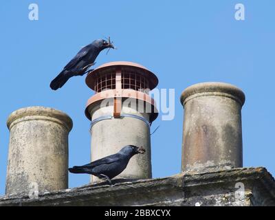 Dockenpaar (Corvus monedula), das Stöcke und Blätter für das Auskleiden ihres Nestes in einem Schornstein, Wiltshire, Großbritannien, März bringt.aufgenommen während der Coronavirus Lockdown. Stockfoto