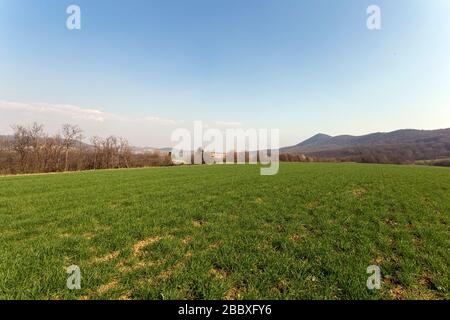 Grünes Feld in den Buda-Bergen, in der Nähe von Solymar, Ungarn an einem sonnigen Frühlingstag. Stockfoto