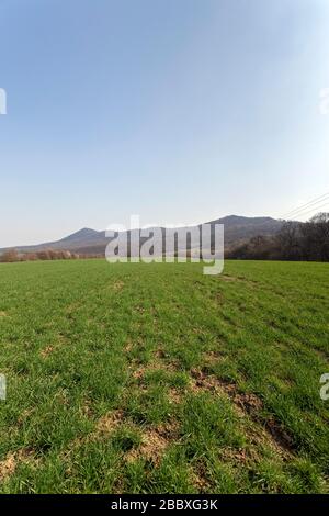 Grünes Feld in den Buda-Bergen, in der Nähe von Solymar, Ungarn an einem sonnigen Frühlingstag. Stockfoto