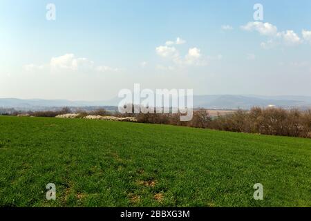 Grünes Feld in den Buda-Bergen, in der Nähe von Solymar, Ungarn an einem sonnigen Frühlingstag. Stockfoto