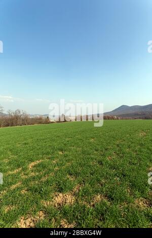 Grünes Feld in den Buda-Bergen, in der Nähe von Solymar, Ungarn an einem sonnigen Frühlingstag. Stockfoto