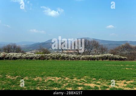 Grünes Feld in den Buda-Bergen, in der Nähe von Solymar, Ungarn an einem sonnigen Frühlingstag. Stockfoto