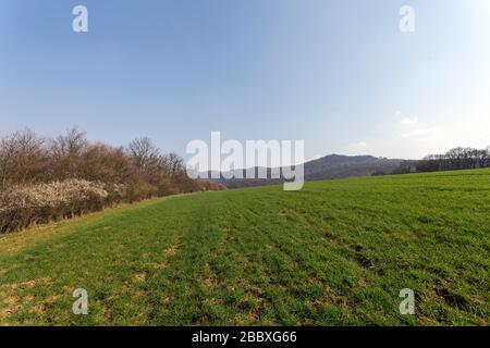 Grünes Feld in den Buda-Bergen, in der Nähe von Solymar, Ungarn an einem sonnigen Frühlingstag. Stockfoto