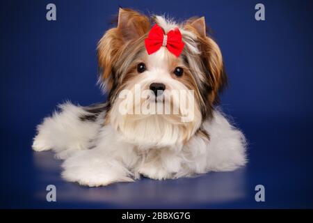 Studio-Fotografie eines Biewer Yorkshire Terrier auf farbigen Hintergründen Stockfoto