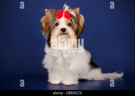 Studio-Fotografie eines Biewer Yorkshire Terrier auf farbigen Hintergründen Stockfoto