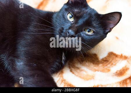 Porträt einer schwarzen Katze Nahaufnahme, Thema Hauskatzen Stockfoto