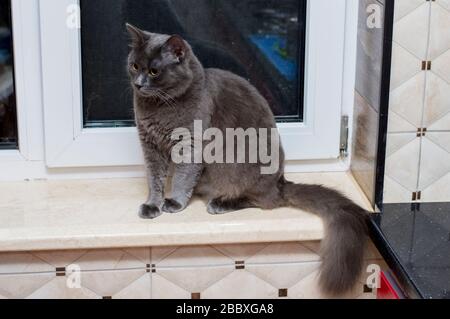 Auf der Fensterbank sitzt eine große graue Katze, das Thema Hauskatzen Stockfoto