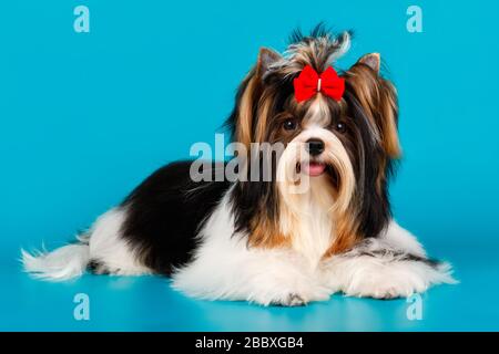 Studio-Fotografie eines Biewer Yorkshire Terrier auf farbigen Hintergründen Stockfoto