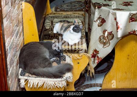 Zwei Katzen liegen an der Küchenecke, das Thema sind Hauskatzen Stockfoto