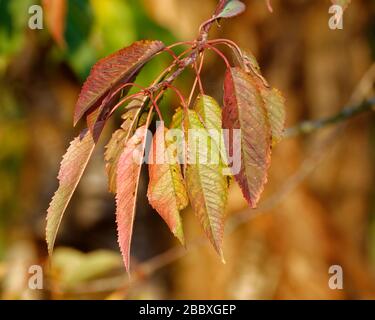 Wilde Kirsche - Prunus avium Stockfoto
