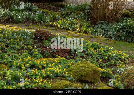 Schneefälle und gelbe Winteraconite in einem Winterblumenbett. Stockfoto